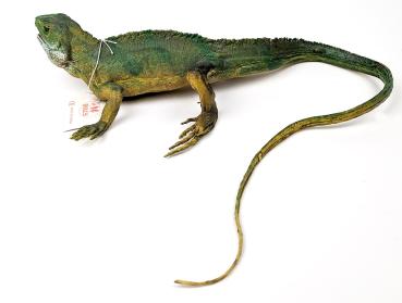 AAA - große Wasseragame / Echse - 30 cm (59 cm)